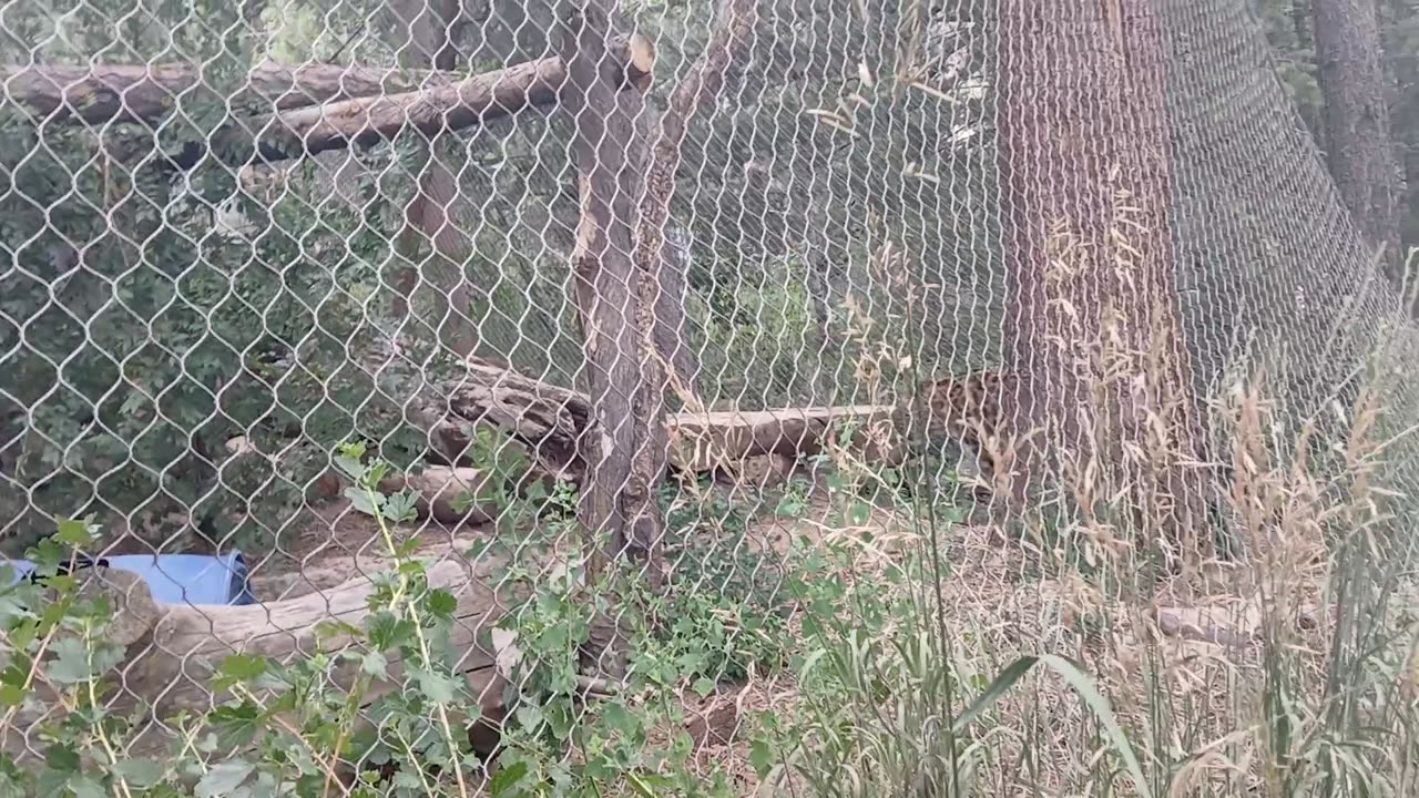 Cheyenne Mountain Zoo Part 32