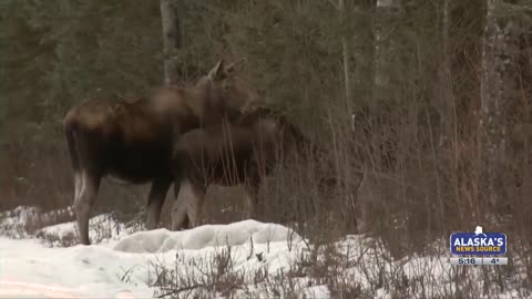 Anchorage winter is good for moose