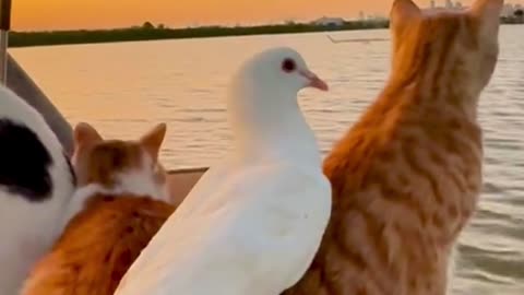 Cute family of cate and pigeon