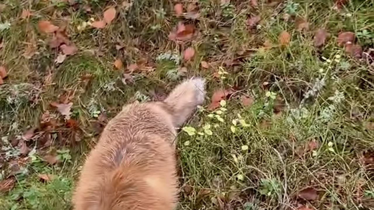 Wild Fox Snatches Frisbee Golf Disk