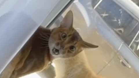 The cat is furious.