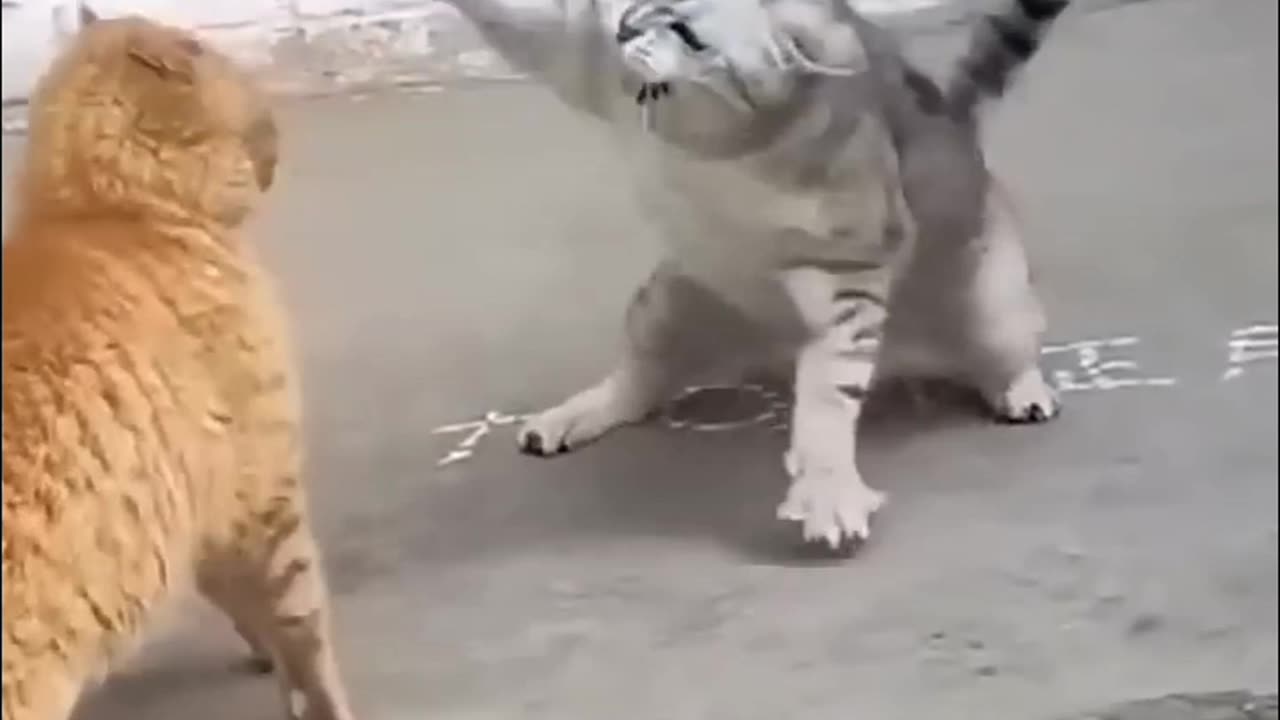 Cate fight