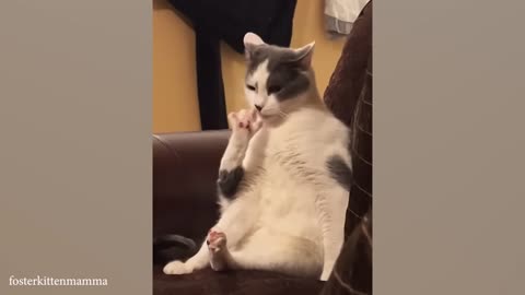 Silliest CATS on Earth 😂 Funny Cats Videos 2025