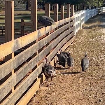 Oh No!!! How do we get over this fence?