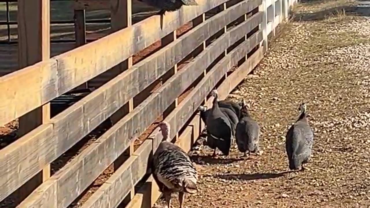 Oh No!!! How do we get over this fence?