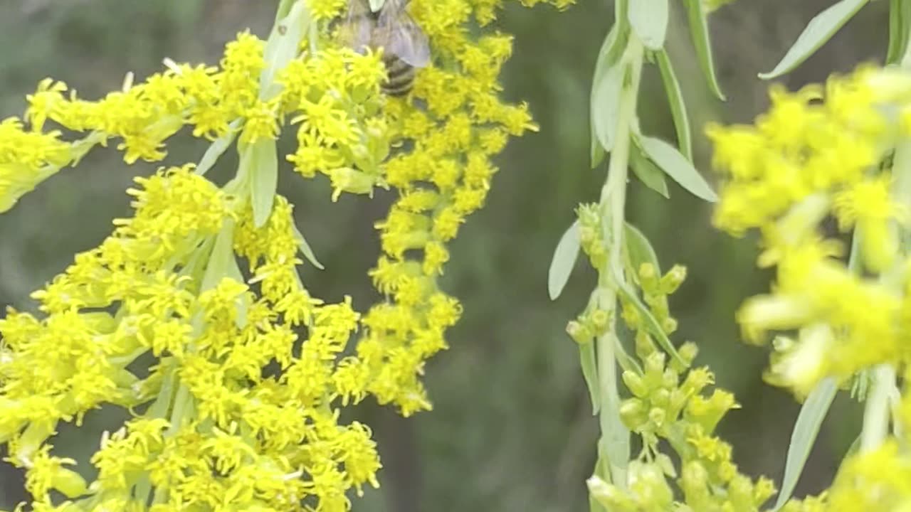 Nature remedies
