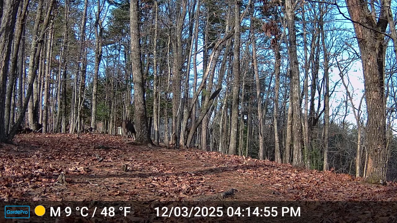 The Woods – 12/04/2025