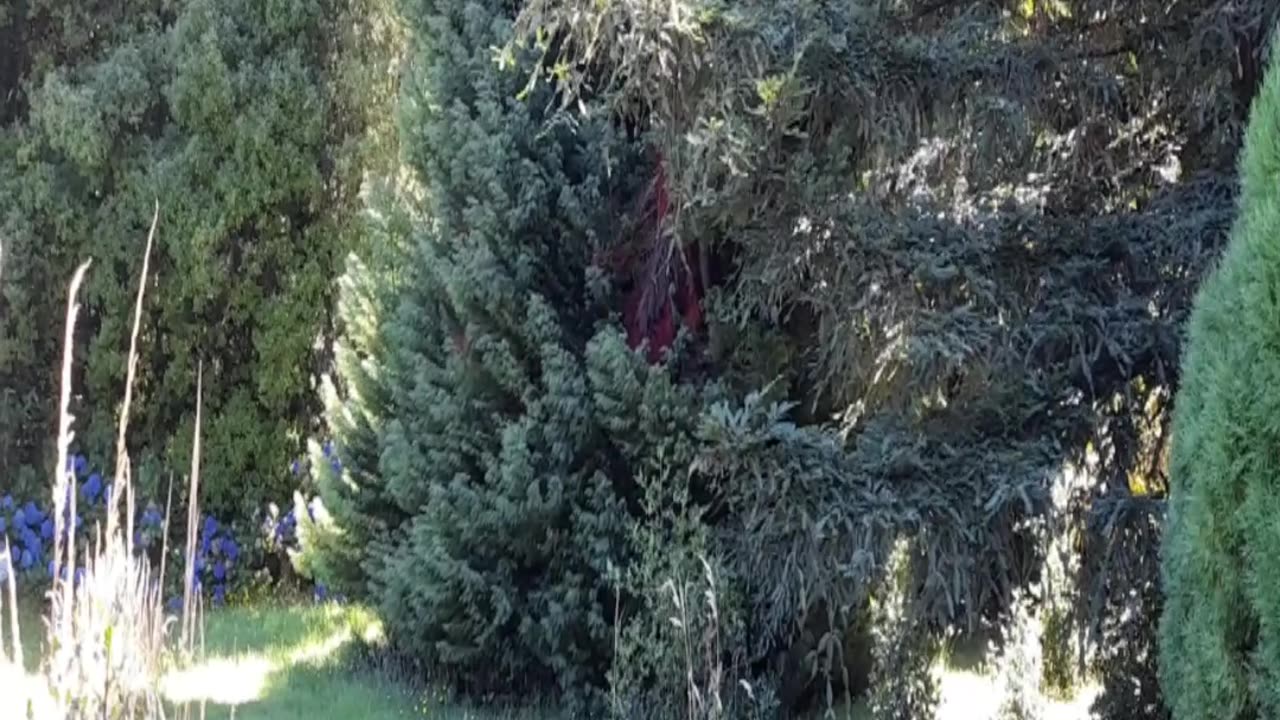 field
