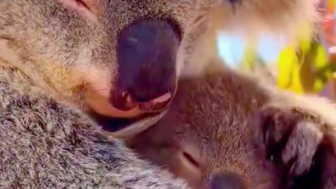 Cute baby animals Videos Compilation cute moment