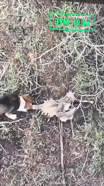 Wild Dog Cleaning Up After Russian Soldiers