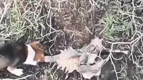 Wild Dog Cleaning Up After Russian Soldiers