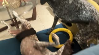 😂🐕 Dogs Go CRAZY Destroying A Table! | FunFM
