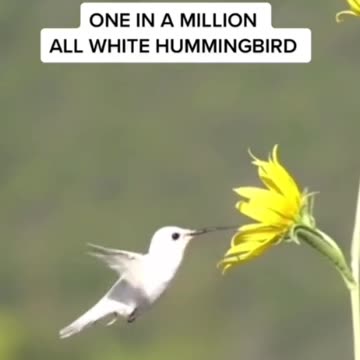 Albino hummingbird