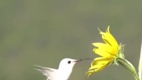 Albino hummingbird