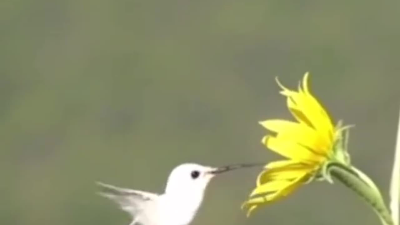 Albino hummingbird