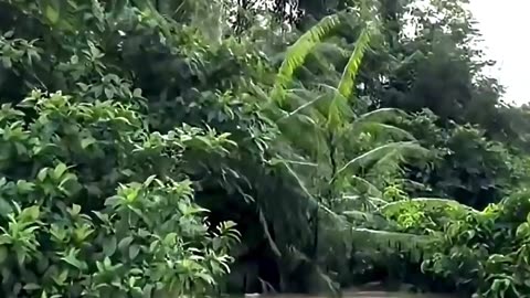 Amazon Fishermen Catch Monster Fish With Simple Trap!