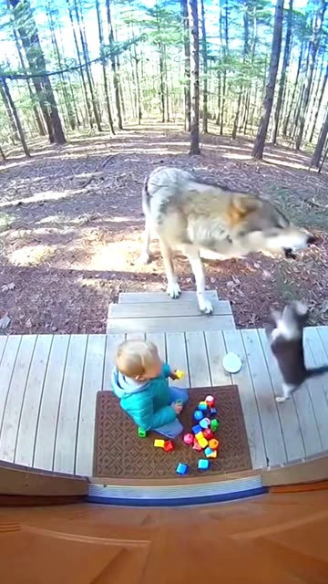 Cat Saves Child from Wolf 😱 #CCTV Footage
