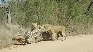 Amazing: Lions Almost Take Down Giraffe Onto Car