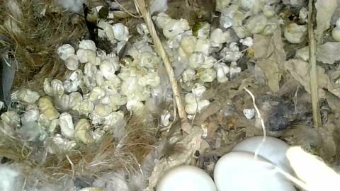 3 new zebra finch eggs 12-1-25