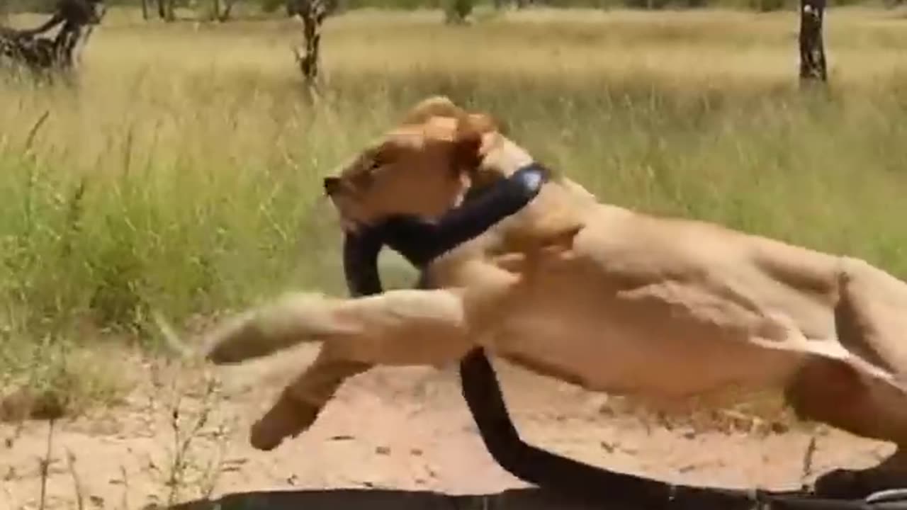 Attacks of anaconda