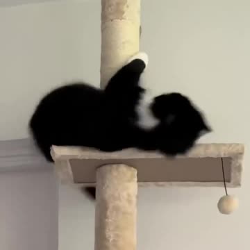 Cutest and calmest cat at the shelter 🤣