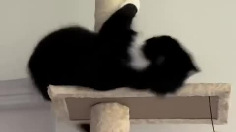 Cutest and calmest cat at the shelter 🤣