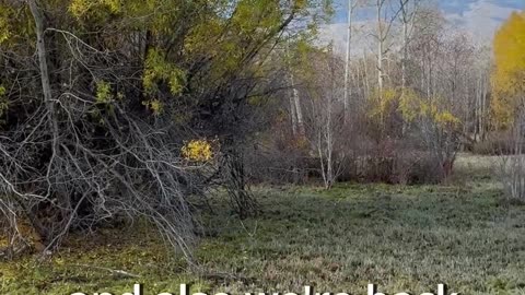 .600 Nitro: Big bore recoil demo!