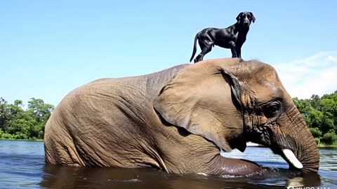 "Unbelievable Bond: Dog Rides Elephant Across River!"