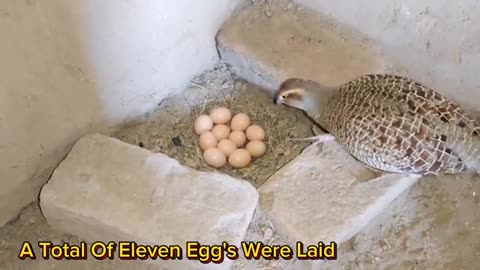 Full_Video_of_partridge_From_Laying_Eggs_to_hatching___Teetar_Breeding_Season___teetar_eggs