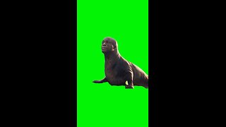 Seal as a Seal | Green Screen