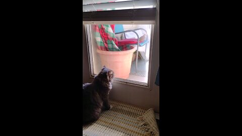 Smokey finds a new friend, a mourning dove