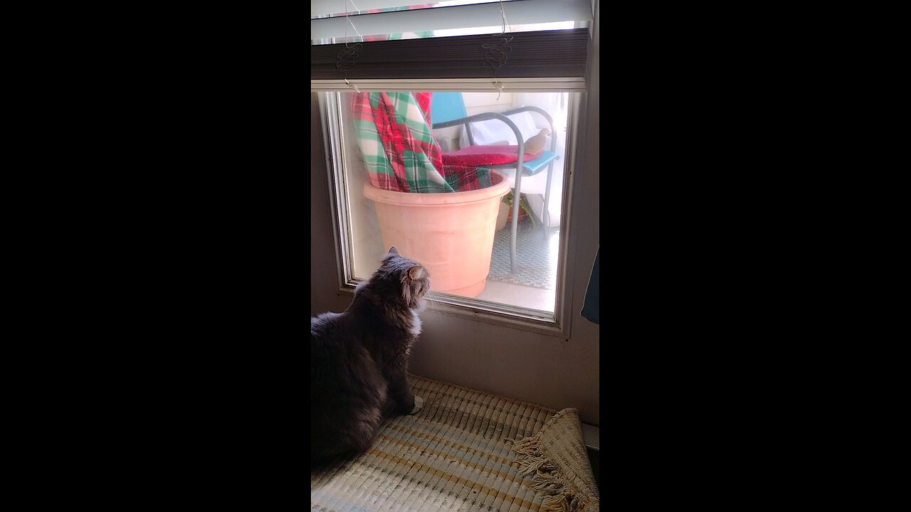 Smokey finds a new friend, a mourning dove