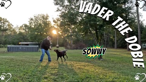 Doberman Golden Hour Glory: Vader’s Playful Pose & Pause! 🐶🌅