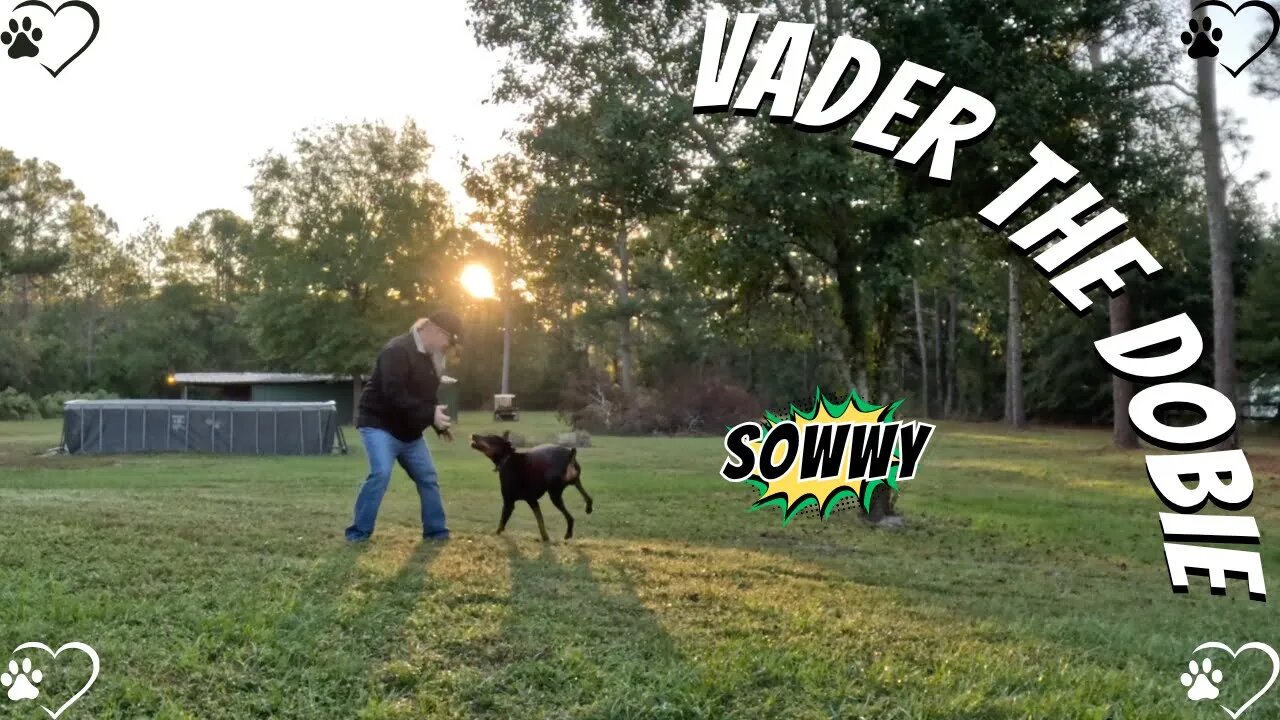 Doberman Golden Hour Glory: Vader’s Playful Pose & Pause! 🐶🌅