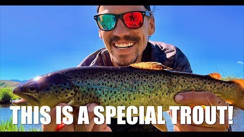HOW TO SPIN FISH FOR BROWN TROUT AT A SPECIAL SPOT ON THE COLORADO RIVER!