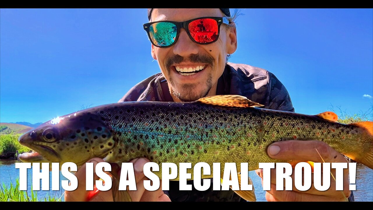 HOW TO SPIN FISH FOR BROWN TROUT AT A SPECIAL SPOT ON THE COLORADO RIVER!