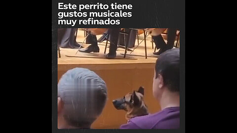 Este perrito disfrutó de un concierto de Tchaikovski durante más de dos horas