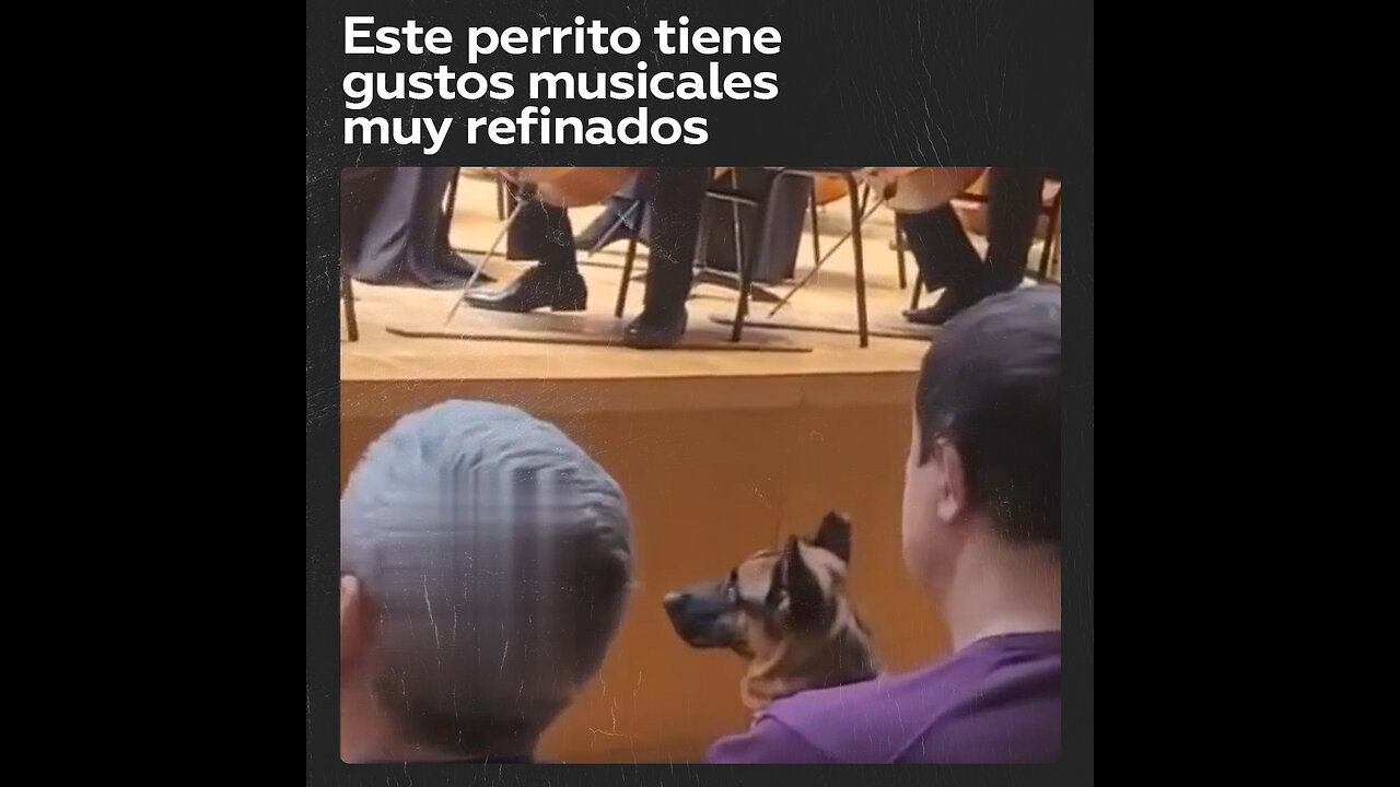 Este perrito disfrutó de un concierto de Tchaikovski durante más de dos horas