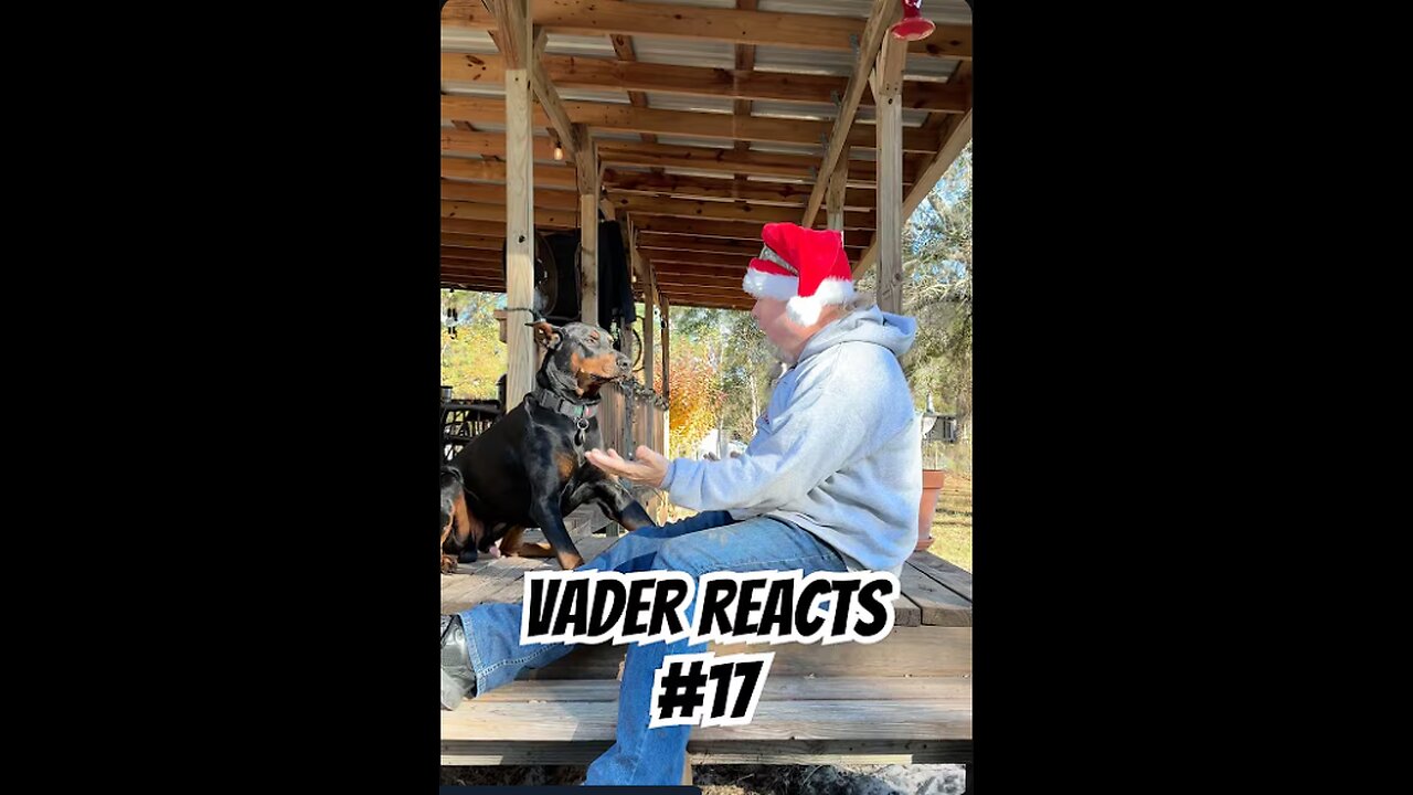 Vader Reacts #17: Ducks, a Cow… and Peak Dad Joke Energy