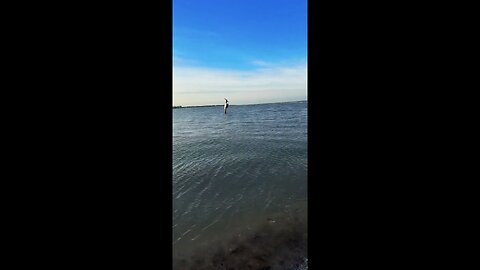 Livestream Replay | Shells, Starfish, Pygmy Octopus & More!