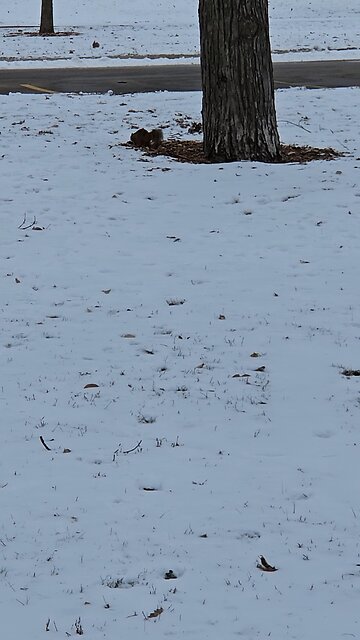 Squirrel Running Around in the Snow