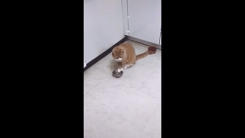 Funny Cat Funny Kittens