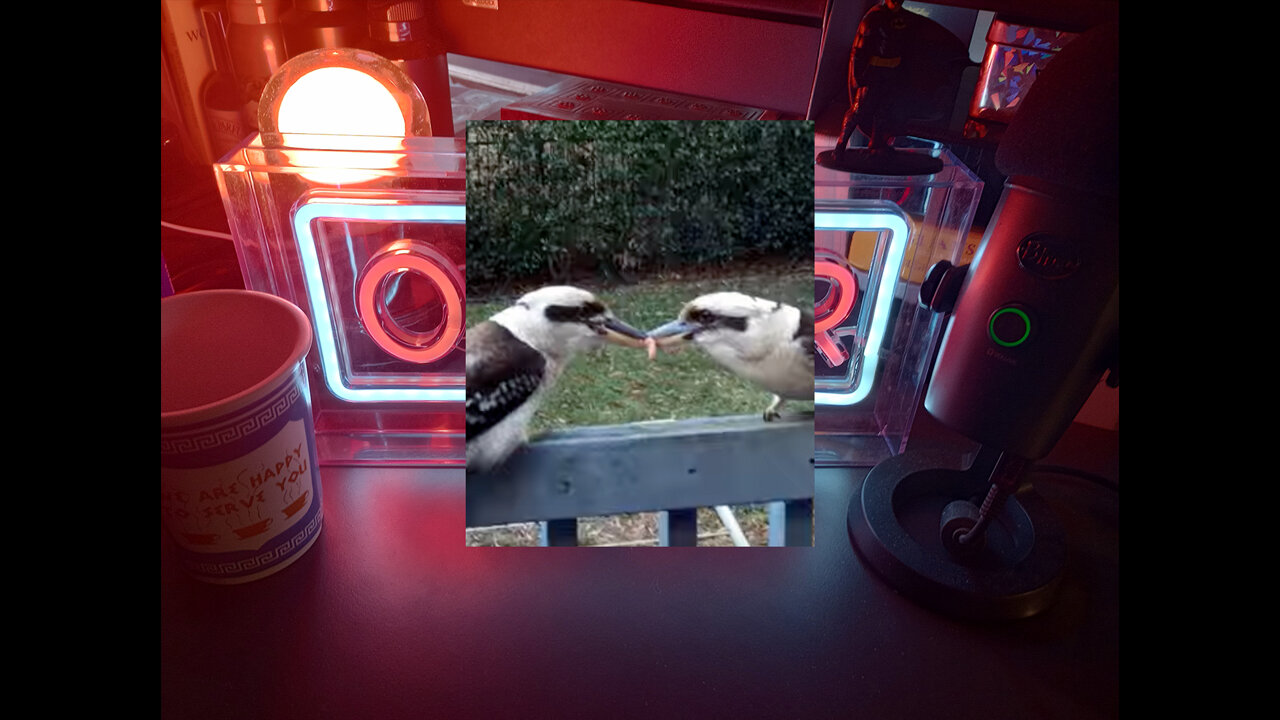 What two kookaburras taught me about negativity and the importance of letting go of it.