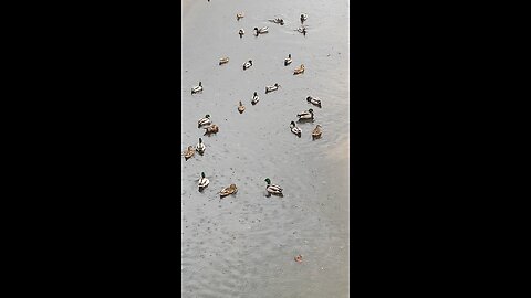 Mallard Ducks 🦆 #mallardducks #swimming #rain #shorts #followme #viral #trending #ducks #duck