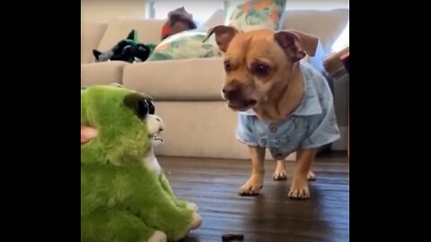 Super Funny Dogs compilation