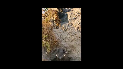 animal hunting moment