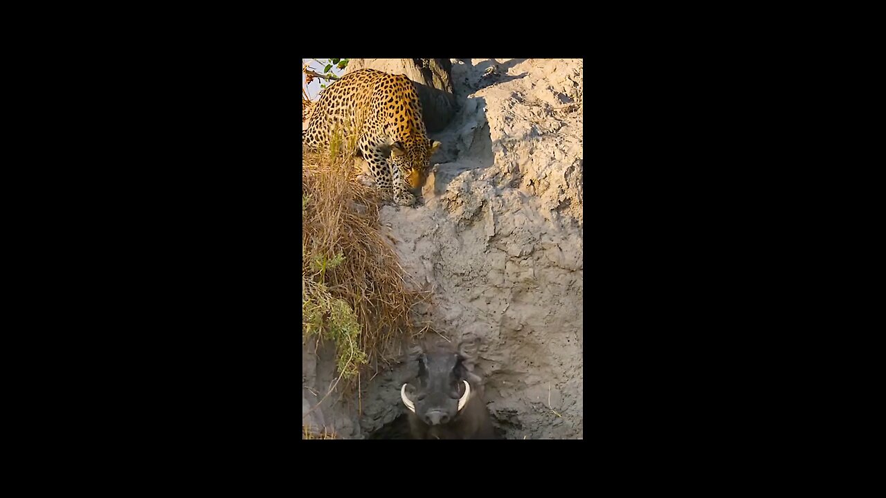 animal hunting moment