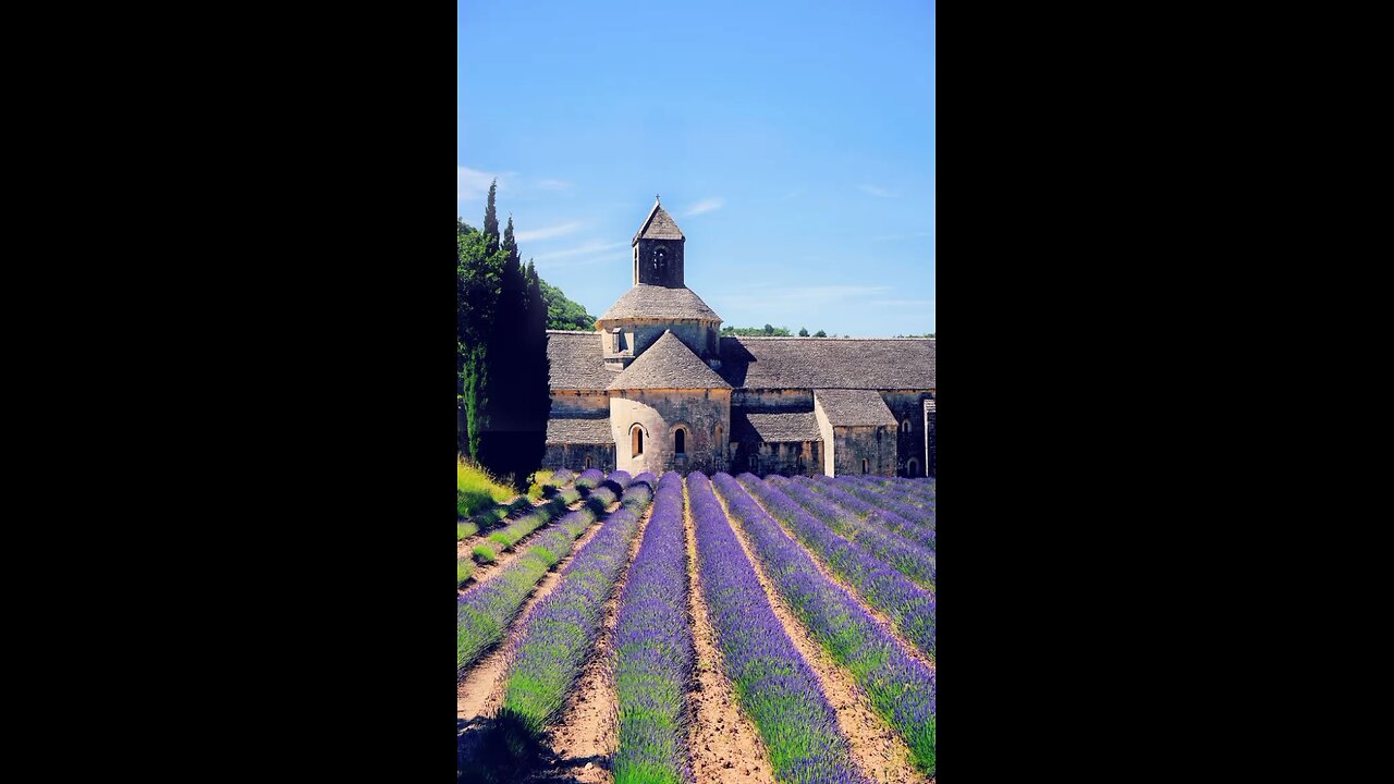 lavender fields 🪻 🪻 🪻
