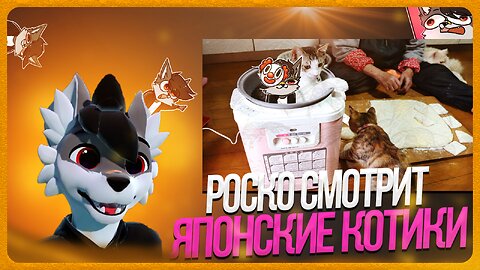 🐺 Роско смотрит видосы с котиками | ЧАСТЬ 4