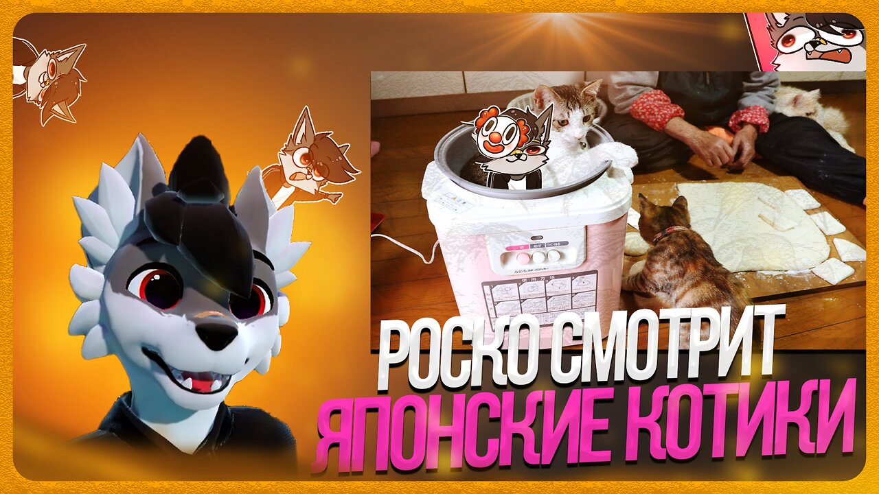 🐺 Роско смотрит видосы с котиками | ЧАСТЬ 4